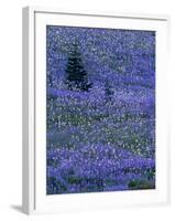 Lupine and Bistort Meadow in Paradise Valley, Mt. Rainier National Park, Washington, USA-Jamie & Judy Wild-Framed Photographic Print
