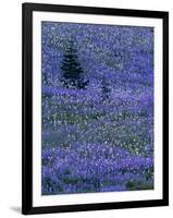 Lupine and Bistort Meadow in Paradise Valley, Mt. Rainier National Park, Washington, USA-Jamie & Judy Wild-Framed Photographic Print