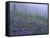 Lupine and Foggy Bistort Meadow, Mt. Rainier National Park, Washington, USA-Jamie & Judy Wild-Framed Stretched Canvas