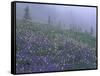 Lupine and Foggy Bistort Meadow, Mt. Rainier National Park, Washington, USA-Jamie & Judy Wild-Framed Stretched Canvas