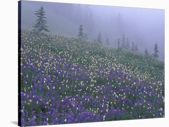 Lupine and Foggy Bistort Meadow, Mt. Rainier National Park, Washington, USA-Jamie & Judy Wild-Stretched Canvas