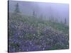 Lupine and Foggy Bistort Meadow, Mt. Rainier National Park, Washington, USA-Jamie & Judy Wild-Stretched Canvas