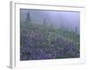 Lupine and Foggy Bistort Meadow, Mt. Rainier National Park, Washington, USA-Jamie & Judy Wild-Framed Photographic Print