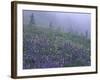 Lupine and Foggy Bistort Meadow, Mt. Rainier National Park, Washington, USA-Jamie & Judy Wild-Framed Photographic Print