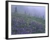 Lupine and Foggy Bistort Meadow, Mt. Rainier National Park, Washington, USA-Jamie & Judy Wild-Framed Photographic Print