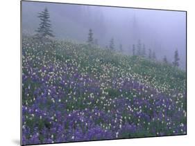 Lupine and Foggy Bistort Meadow, Mt. Rainier National Park, Washington, USA-Jamie & Judy Wild-Mounted Photographic Print