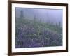 Lupine and Foggy Bistort Meadow, Mt. Rainier National Park, Washington, USA-Jamie & Judy Wild-Framed Photographic Print