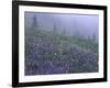 Lupine and Foggy Bistort Meadow, Mt. Rainier National Park, Washington, USA-Jamie & Judy Wild-Framed Photographic Print