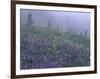 Lupine and Foggy Bistort Meadow, Mt. Rainier National Park, Washington, USA-Jamie & Judy Wild-Framed Photographic Print