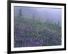Lupine and Foggy Bistort Meadow, Mt. Rainier National Park, Washington, USA-Jamie & Judy Wild-Framed Photographic Print