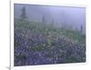 Lupine and Foggy Bistort Meadow, Mt. Rainier National Park, Washington, USA-Jamie & Judy Wild-Framed Photographic Print