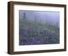 Lupine and Foggy Bistort Meadow, Mt. Rainier National Park, Washington, USA-Jamie & Judy Wild-Framed Photographic Print