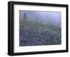 Lupine and Foggy Bistort Meadow, Mt. Rainier National Park, Washington, USA-Jamie & Judy Wild-Framed Photographic Print