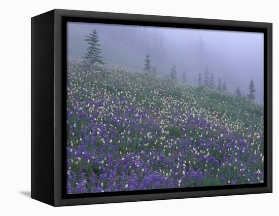 Lupine and Foggy Bistort Meadow, Mt. Rainier National Park, Washington, USA-Jamie & Judy Wild-Framed Stretched Canvas