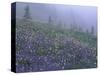Lupine and Foggy Bistort Meadow, Mt. Rainier National Park, Washington, USA-Jamie & Judy Wild-Stretched Canvas