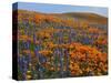 Lupine and Goldfields, Tehachapi Mountains California Poppies, California, USA-Charles Gurche-Stretched Canvas