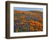 Lupine and Goldfields, Tehachapi Mountains California Poppies, California, USA-Charles Gurche-Framed Photographic Print
