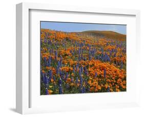 Lupine and Goldfields, Tehachapi Mountains California Poppies, California, USA-Charles Gurche-Framed Photographic Print