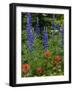 Lupine and Indian Paintbrush Wildflowers, Stillwater State Forest, Montana-Chuck Haney-Framed Photographic Print