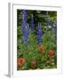 Lupine and Indian Paintbrush Wildflowers, Stillwater State Forest, Montana-Chuck Haney-Framed Photographic Print