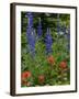 Lupine and Indian Paintbrush Wildflowers, Stillwater State Forest, Montana-Chuck Haney-Framed Photographic Print