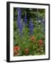 Lupine and Indian Paintbrush Wildflowers, Stillwater State Forest, Montana-Chuck Haney-Framed Photographic Print