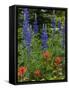 Lupine and Indian Paintbrush Wildflowers, Stillwater State Forest, Montana-Chuck Haney-Framed Stretched Canvas