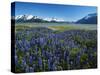 Lupine and Kenai Mountains, Kenai National Wildlife Refuge, Alaska, USA-Adam Jones-Stretched Canvas