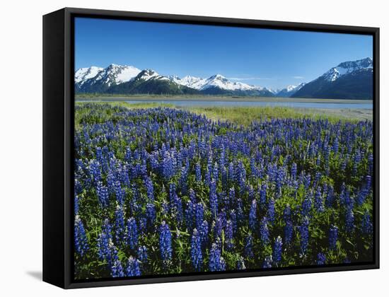 Lupine and Kenai Mountains, Kenai National Wildlife Refuge, Alaska, USA-Adam Jones-Framed Stretched Canvas