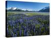 Lupine and Kenai Mountains, Kenai National Wildlife Refuge, Alaska, USA-Adam Jones-Stretched Canvas