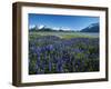 Lupine and Kenai Mountains, Kenai National Wildlife Refuge, Alaska, USA-Adam Jones-Framed Photographic Print