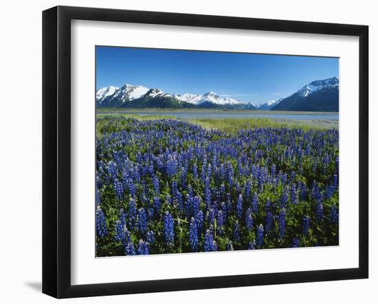 Lupine and Kenai Mountains, Kenai National Wildlife Refuge, Alaska, USA-Adam Jones-Framed Photographic Print