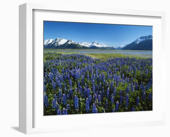 Lupine and Kenai Mountains, Kenai National Wildlife Refuge, Alaska, USA-Adam Jones-Framed Photographic Print