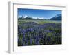 Lupine and Kenai Mountains, Kenai National Wildlife Refuge, Alaska, USA-Adam Jones-Framed Photographic Print