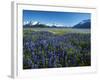 Lupine and Kenai Mountains, Kenai National Wildlife Refuge, Alaska, USA-Adam Jones-Framed Photographic Print