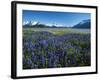 Lupine and Kenai Mountains, Kenai National Wildlife Refuge, Alaska, USA-Adam Jones-Framed Photographic Print