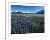 Lupine and Kenai Mountains, Kenai National Wildlife Refuge, Alaska, USA-Adam Jones-Framed Photographic Print