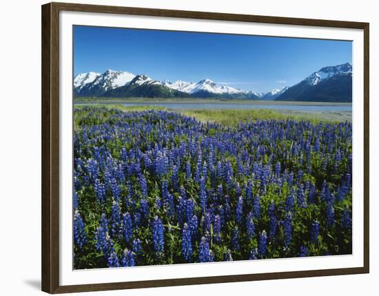 Lupine and Kenai Mountains, Kenai National Wildlife Refuge, Alaska, USA-Adam Jones-Framed Photographic Print