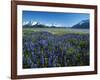 Lupine and Kenai Mountains, Kenai National Wildlife Refuge, Alaska, USA-Adam Jones-Framed Photographic Print