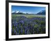 Lupine and Kenai Mountains, Kenai National Wildlife Refuge, Alaska, USA-Adam Jones-Framed Photographic Print