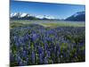 Lupine and Kenai Mountains, Kenai National Wildlife Refuge, Alaska, USA-Adam Jones-Mounted Photographic Print