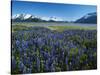 Lupine and Kenai Mountains, Kenai National Wildlife Refuge, Alaska, USA-Adam Jones-Stretched Canvas