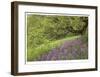 Lupine and Oak-Donald Paulson-Framed Giclee Print