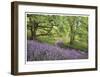 Lupine and Oaks-Donald Paulson-Framed Giclee Print