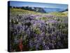 Lupine and Paintbrush near Glacier Vista, Mt. Rainier National Park, Washington, USA-Charles Gurche-Stretched Canvas