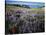 Lupine and Paintbrush near Glacier Vista, Mt. Rainier National Park, Washington, USA-Charles Gurche-Stretched Canvas