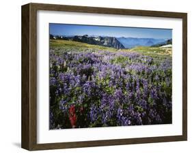 Lupine and Paintbrush near Glacier Vista, Mt. Rainier National Park, Washington, USA-Charles Gurche-Framed Premium Photographic Print