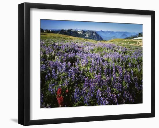 Lupine and Paintbrush near Glacier Vista, Mt. Rainier National Park, Washington, USA-Charles Gurche-Framed Premium Photographic Print