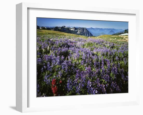 Lupine and Paintbrush near Glacier Vista, Mt. Rainier National Park, Washington, USA-Charles Gurche-Framed Premium Photographic Print