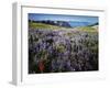 Lupine and Paintbrush near Glacier Vista, Mt. Rainier National Park, Washington, USA-Charles Gurche-Framed Premium Photographic Print